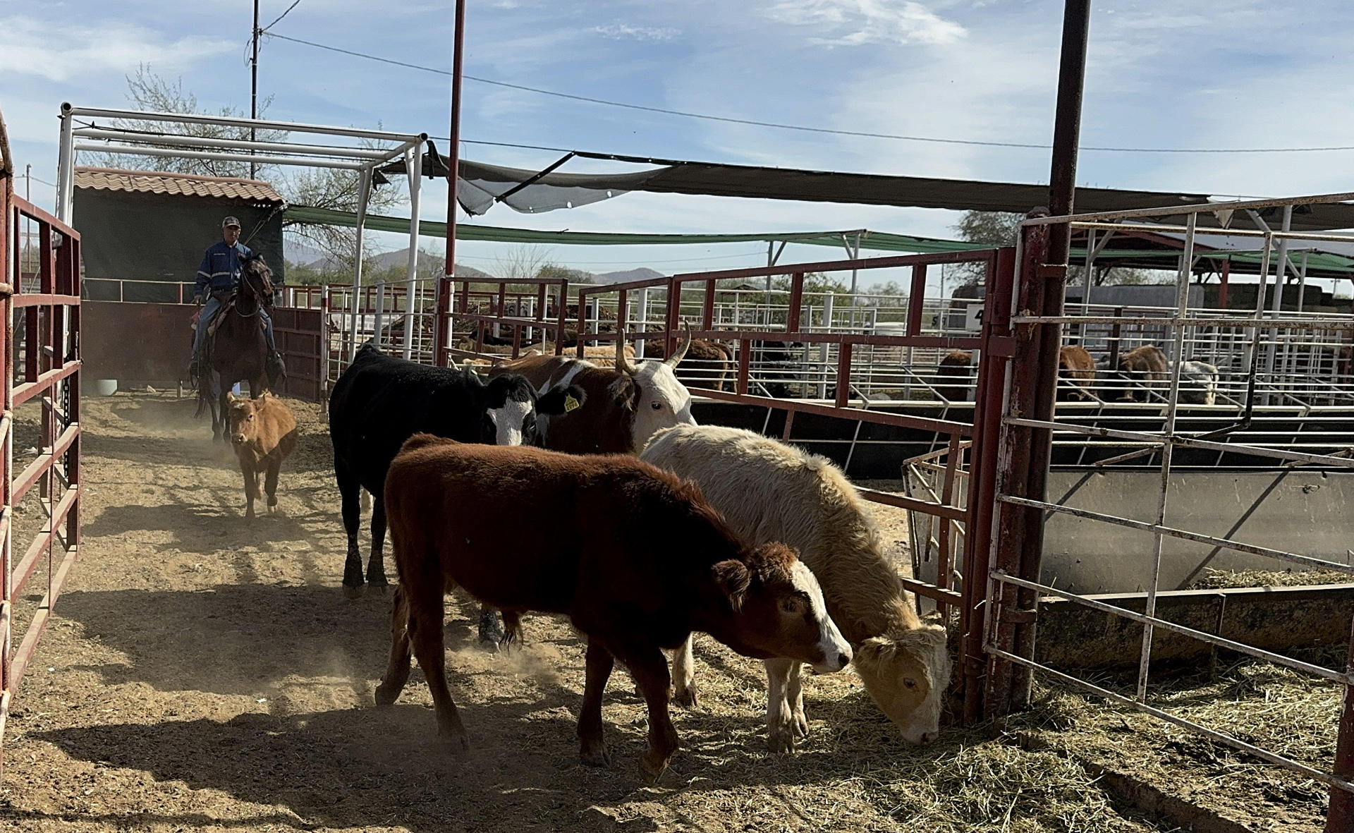 Productores en México advierten alza en precio de carne hacia 2026 por gusano barrenador y aranceles Productores en México advierten alza en precio de carne hacia 2026 por gusano barrenador y aranceles