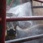 Gusano barrenador: Gobierno mexicano trabaja con ganaderos para reforzar la lucha la plaga