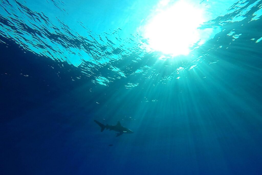Prohibido el comercio mundial de mantarraya, tiburón ballena y tiburón oceánico
