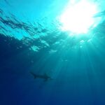 Prohibido el comercio mundial de mantarraya, tiburón ballena y tiburón oceánico