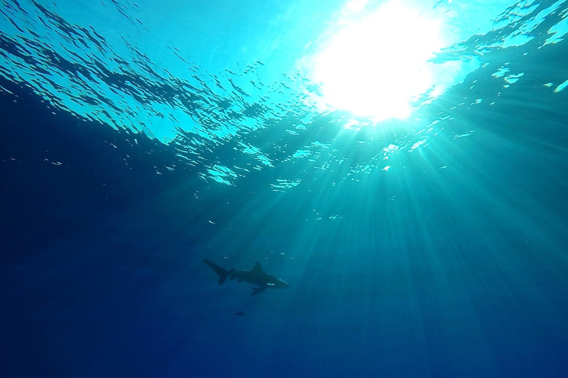 Prohibido el comercio mundial de mantarraya, tiburón ballena y tiburón oceánico Prohibido el comercio mundial de mantarraya, tiburón ballena y tiburón oceánico