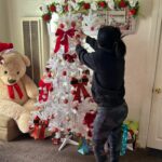 Migrantes en EE.UU. ruegan ser “invisibles” para ICE esta Navidad