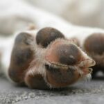 ONG salva y ofrece a ‘perros peregrinos’ una nueva vida