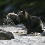 Estudio apunta a que los osos adaptan su dieta a los cambios climáticos globales