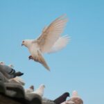 “Inocente palomita”… la tragedia detrás del Día de los Inocentes