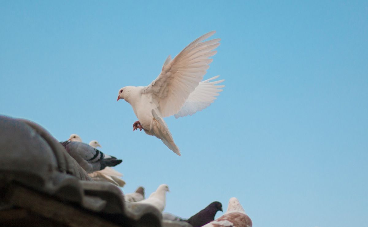 “Inocente palomita”… la tragedia detrás del Día de los Inocentes