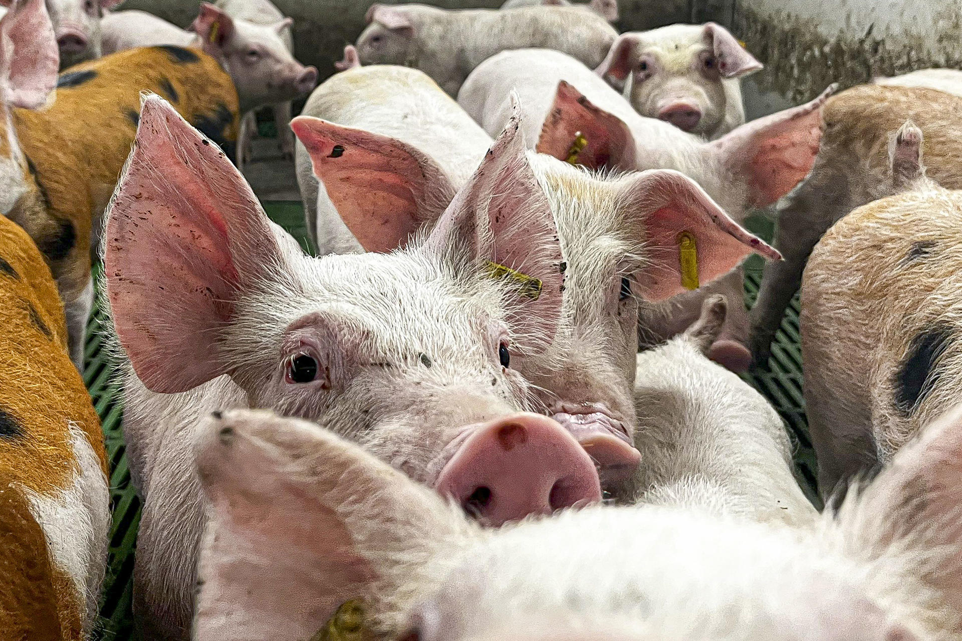 Miles de cerdos sacrificados y pérdidas millonarias por la peste porcina en la Unión Europea Miles de cerdos sacrificados y pérdidas millonarias por la peste porcina en la Unión Europea