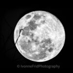 Espectáculo esta noche con una superluna llena que alcanzará su máxima altura sobre el horizonte