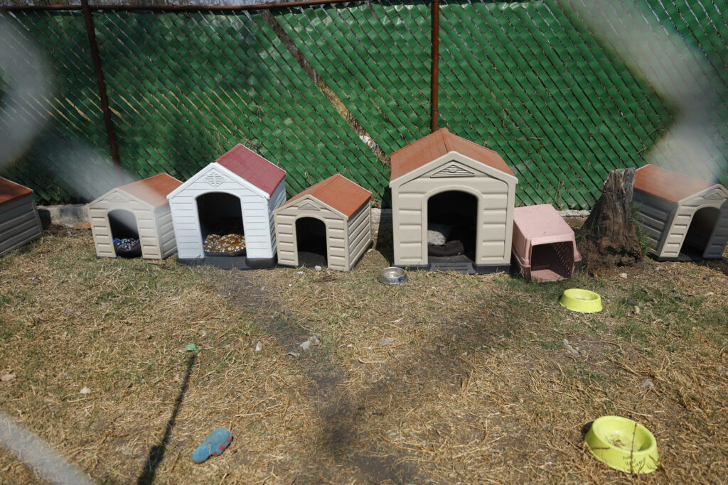 Animalistas celebran la recuperación del Refugio Franciscano en CDMX tras orden judicial - 0768bb0f5beca504b6893d4d5793961643ea7124w-1024x683