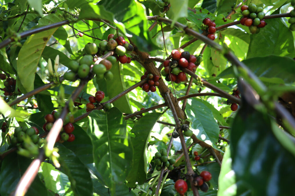 Migrantes haitianos y venezolanos salvan la cosecha de café en Tapachula