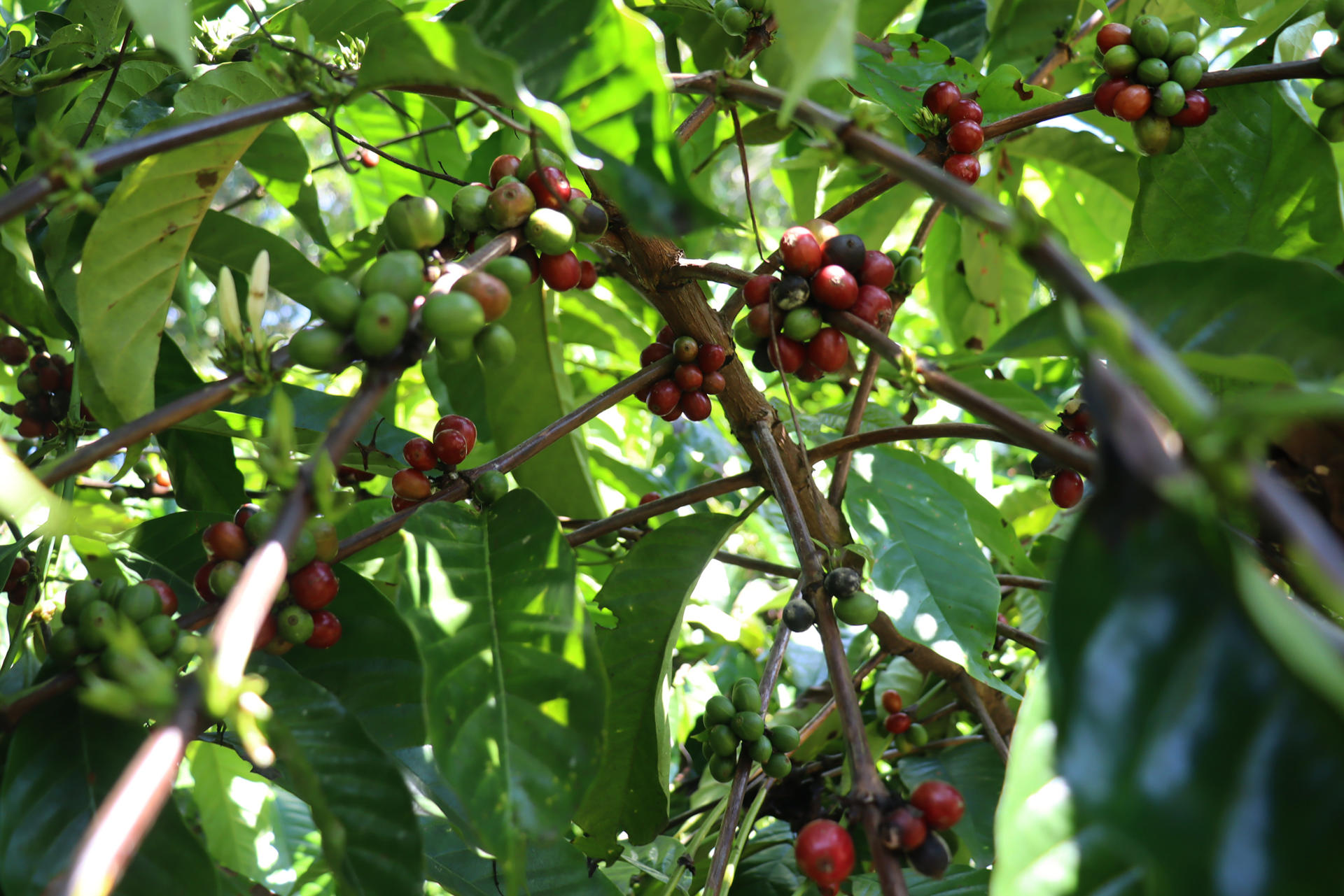 Migrantes haitianos y venezolanos salvan la cosecha de café en Tapachula