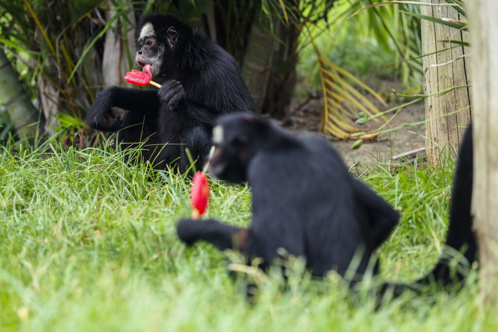 Los animales del zool&oacute;gico de R&iacute;o de Janeiro reciben helados en un d&iacute;a con calor r&eacute;cord - 397d36e3567f978f5b43919920a52b0e2a66b2c8w-1024x683