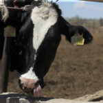 Casos acumulados de gusano barrenador en México aumentaron a 118 en una semana