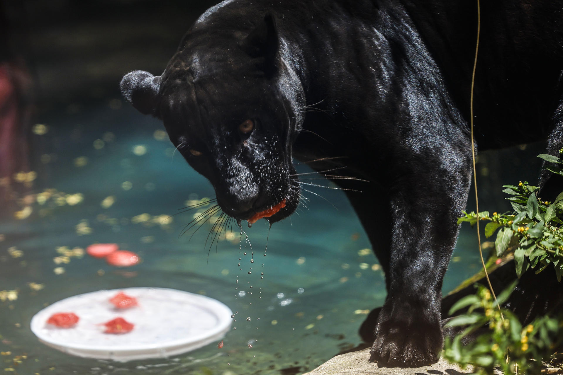Los animales del zool&oacute;gico de R&iacute;o de Janeiro reciben helados en un d&iacute;a con calor r&eacute;cord
