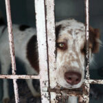 Refugio de animales acusa a la Fundación Haghenbeck por muerte de perros y gatos tras desalojo en CDMX