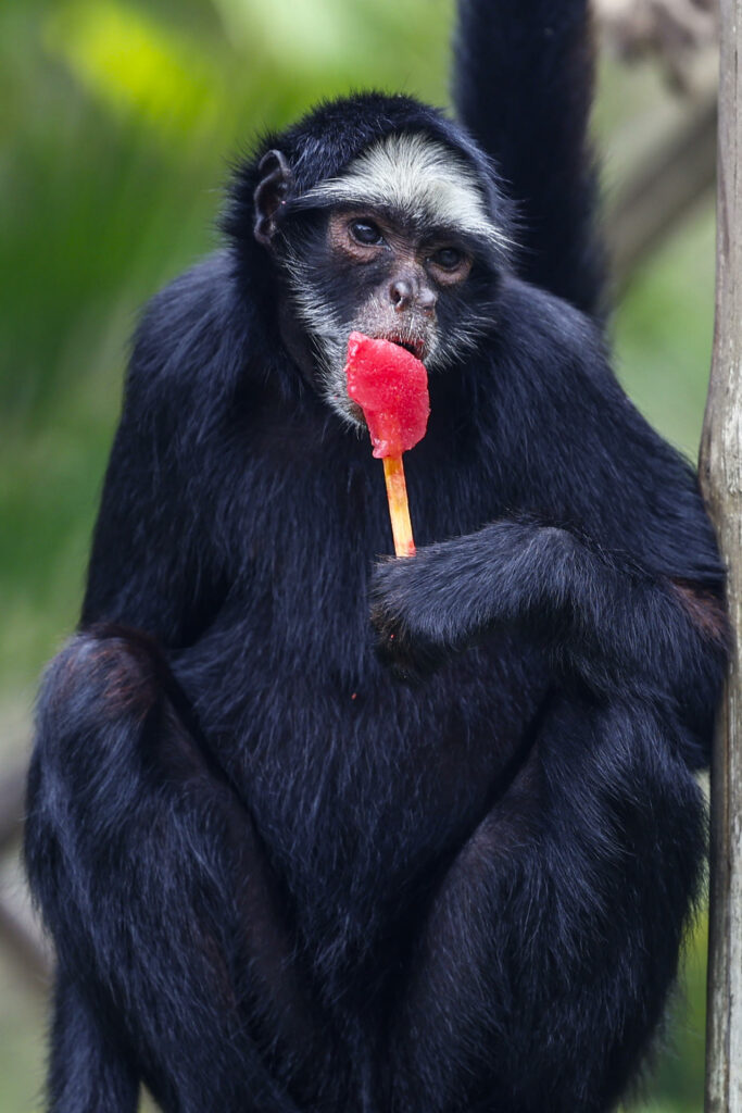 Los animales del zool&oacute;gico de R&iacute;o de Janeiro reciben helados en un d&iacute;a con calor r&eacute;cord - a24e0ab6b50682d71ae3099a4c3f695d063a0052w-683x1024