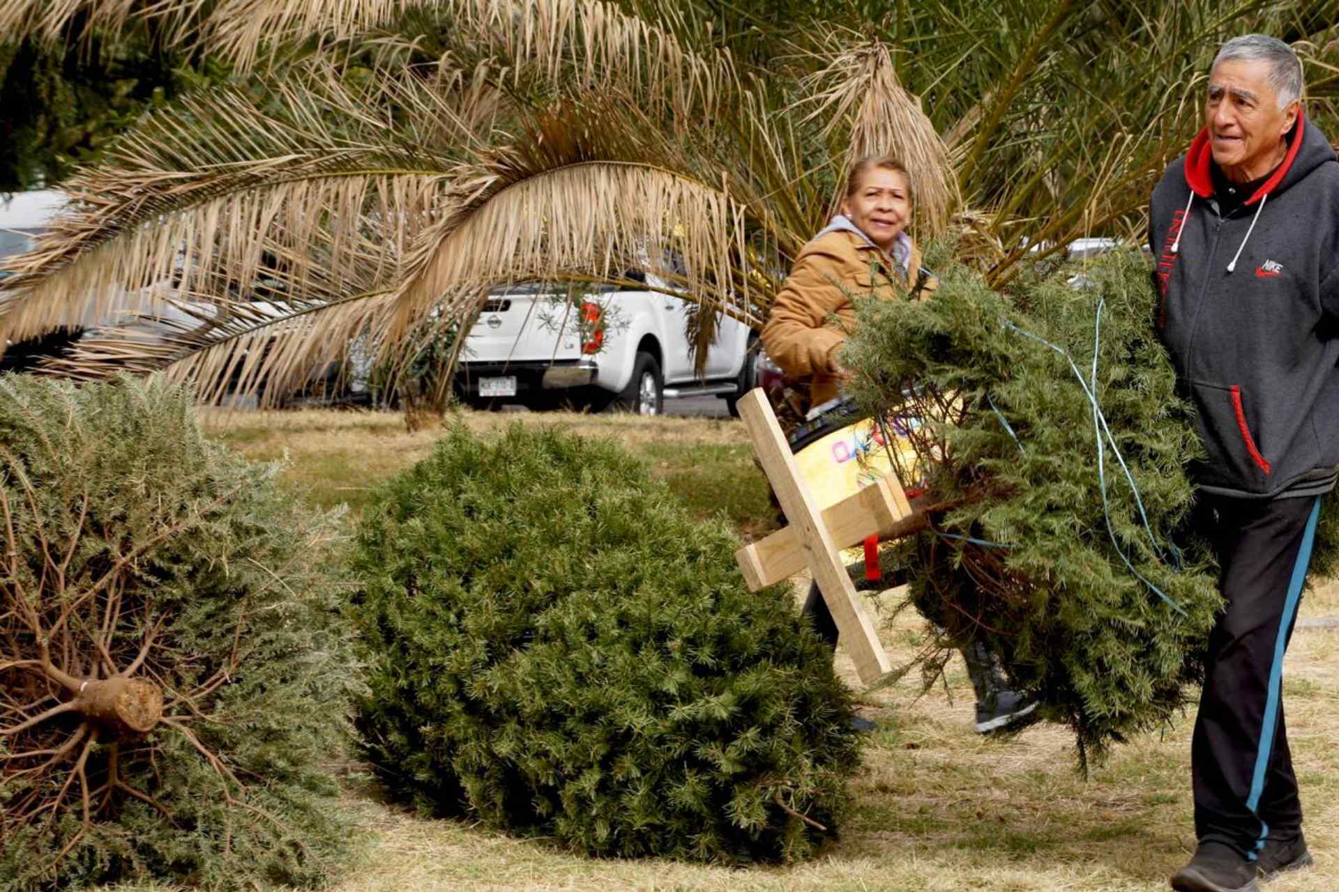 CDMX habilita centros de acopio para recibir árboles de Navidad y nochebuenas, ¿en dónde están? CDMX habilita centros de acopio para recibir árboles de Navidad y nochebuenas, ¿en dónde están?