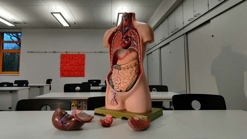 Artemis II llevará alrededor de la Luna imitación de órganos en chips para estudiar la salud humana - artemis-ii-llevara-alrededor-de-la-luna-imitacion-de-organos-para-estudiar-la-salud-humana-1024x576