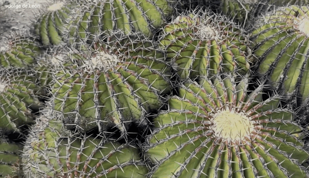 Supergerminación, así trabaja la UNAM para salvar las biznagas Supergerminación, así trabaja la UNAM para salvar las biznagas