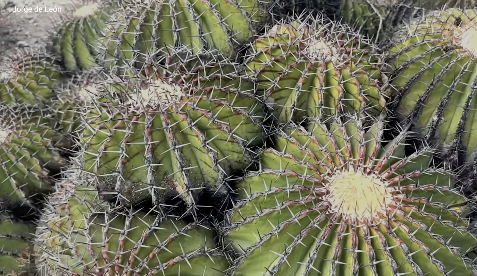 Supergerminación, así trabaja la UNAM para salvar las biznagas