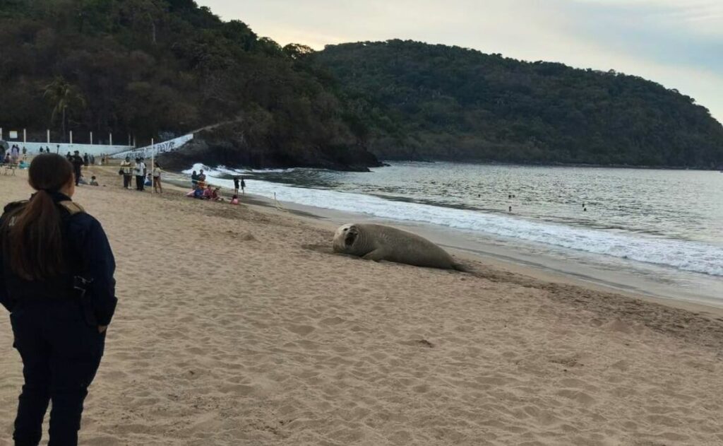 Elefante marino ‘vacaciona’ en playas de Nayarit; lo llaman ‘Panchito’