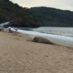 Elefante marino ‘vacaciona’ en playas de Nayarit; lo llaman ‘Panchito’