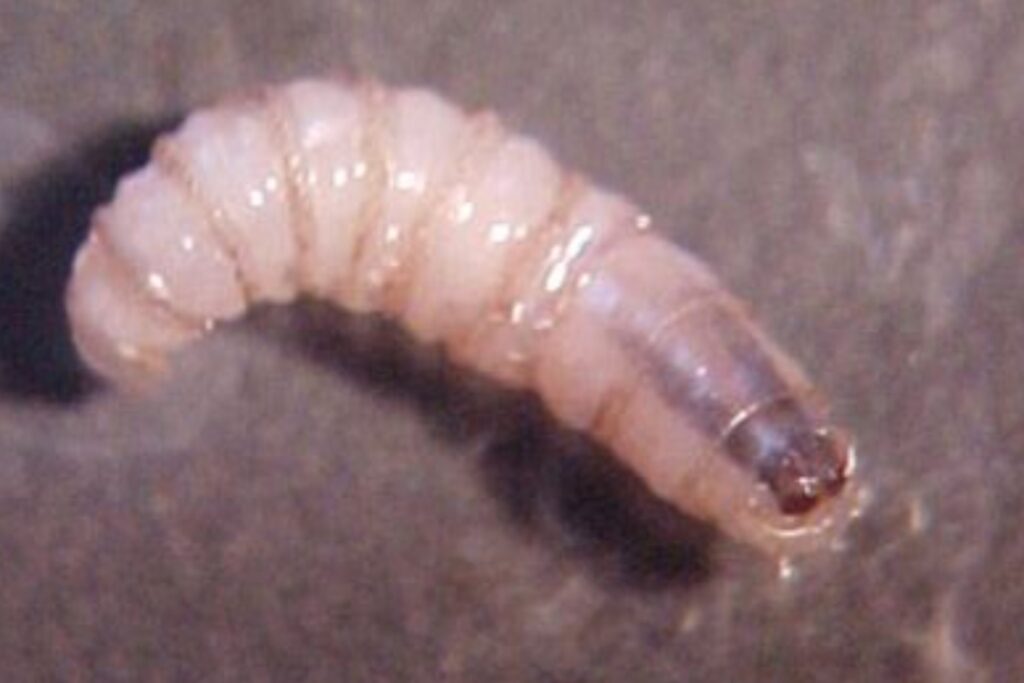 Detectan primer caso de gusano barrenador en el Edomex