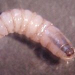 Detectan primer caso de gusano barrenador en el Edomex