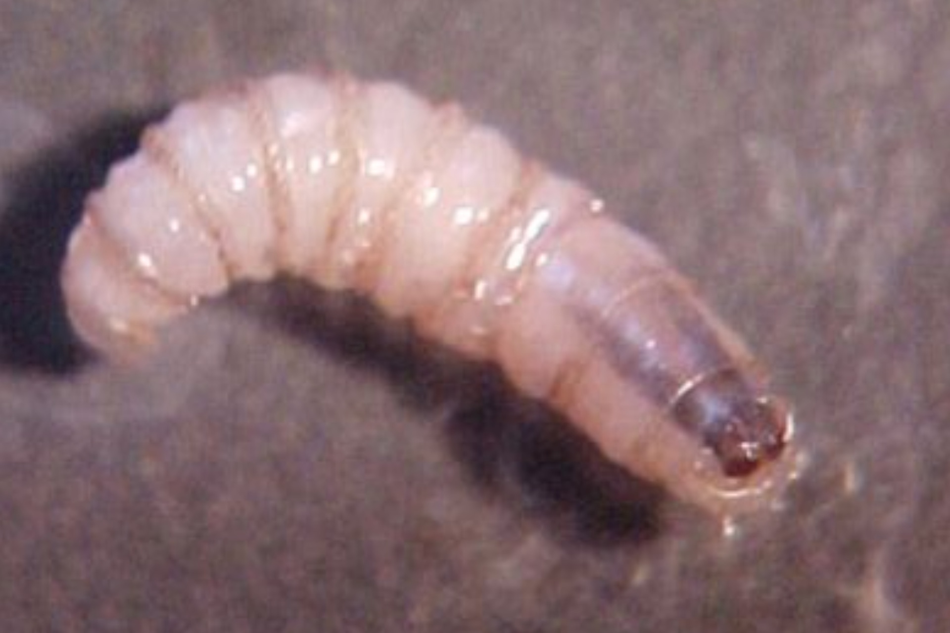 Detectan primer caso de gusano barrenador en el Edomex