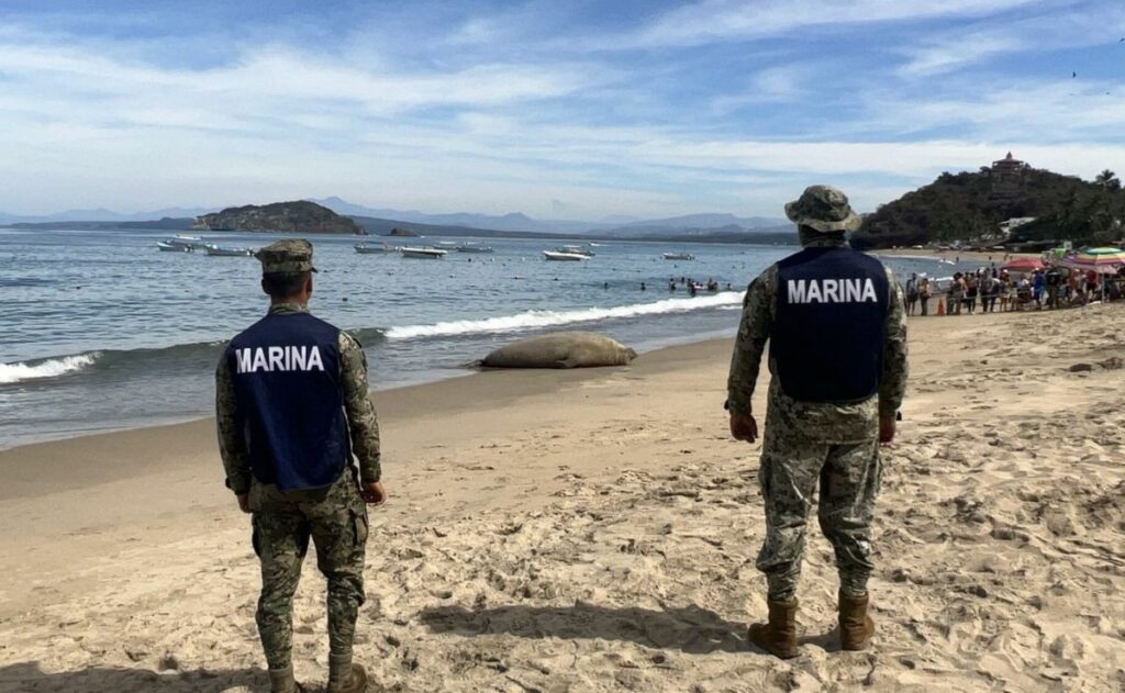 “Panchito Cortés” abandona playas de Nayarit tras cuatro días de resguardo