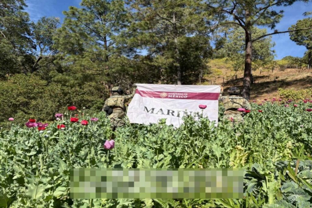 Marina destruye 32 plantíos de amapola en Nayarit