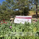 Marina destruye 32 plantíos de amapola en Nayarit