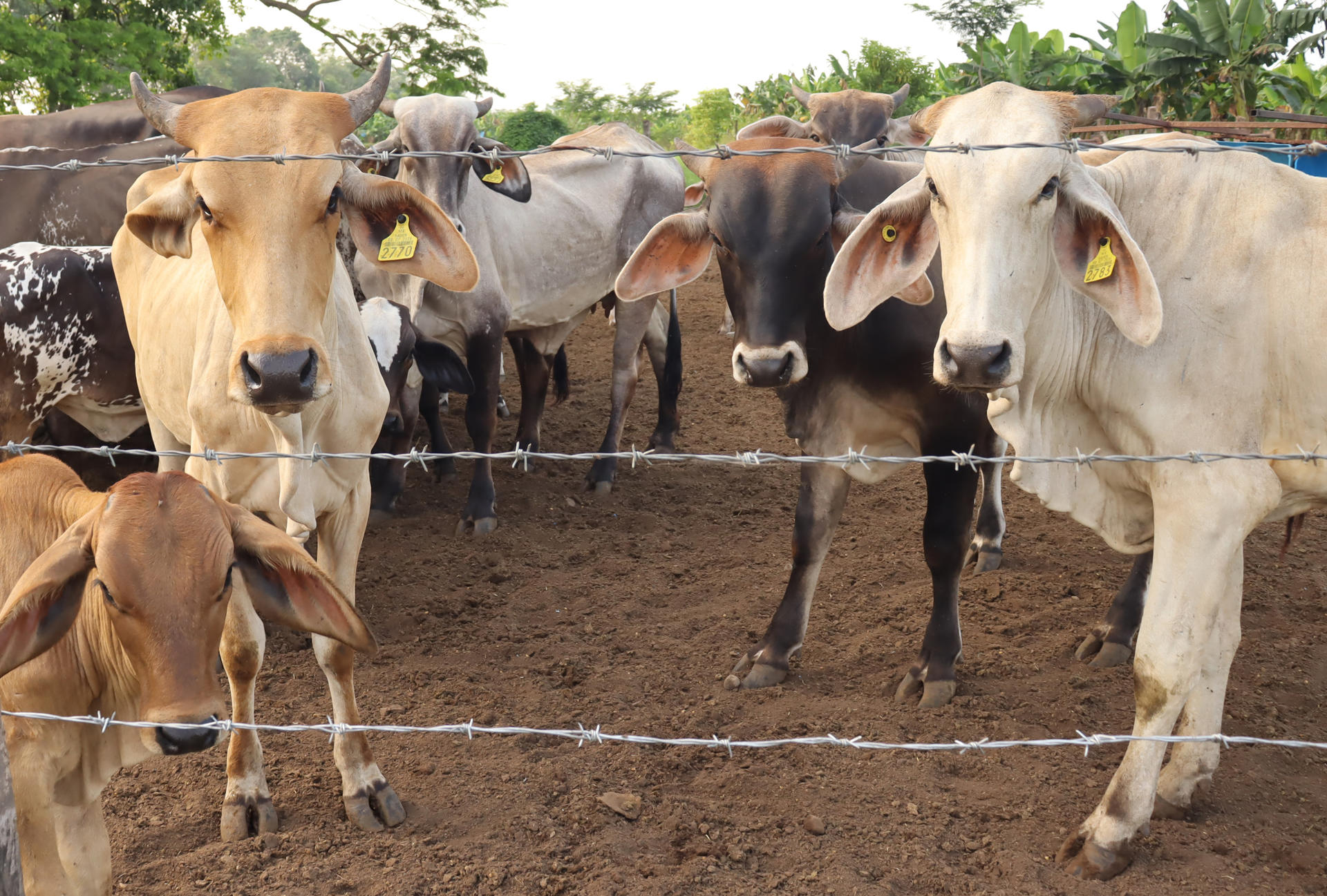 México refuerza acciones contra gusano barrenador y apoya dispersión de moscas desde EEUU