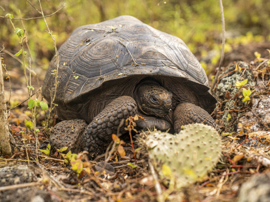 La Tortuga gigante vuelve a caminar en isla de las Galápagos por primera vez en 180 años