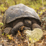 La Tortuga gigante vuelve a caminar en isla de las Galápagos por primera vez en 180 años