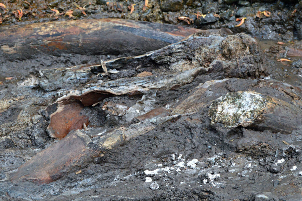 Hallan fósiles de perezoso gigante y mastodonte en Costa Rica - 2aaac6023a4cc5377ac4054be15df16796fd7265w-1024x682