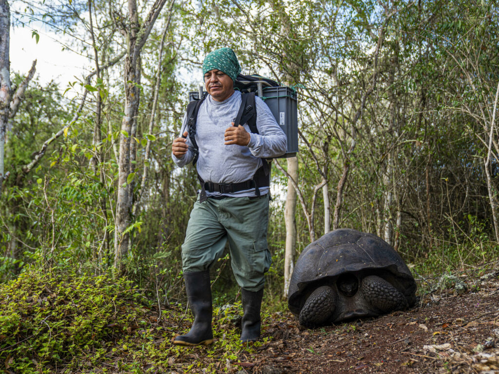 Liberan en las Islas Galápagos 277 tortugas gigantes dentro de un programa de conservación - 67ba7a78d9aa8f253f10307d6c653c3dea3caa8dw-1024x769