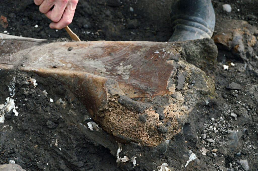 Hallan fósiles de perezoso gigante y mastodonte en Costa Rica