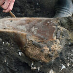 Hallan fósiles de perezoso gigante y mastodonte en Costa Rica