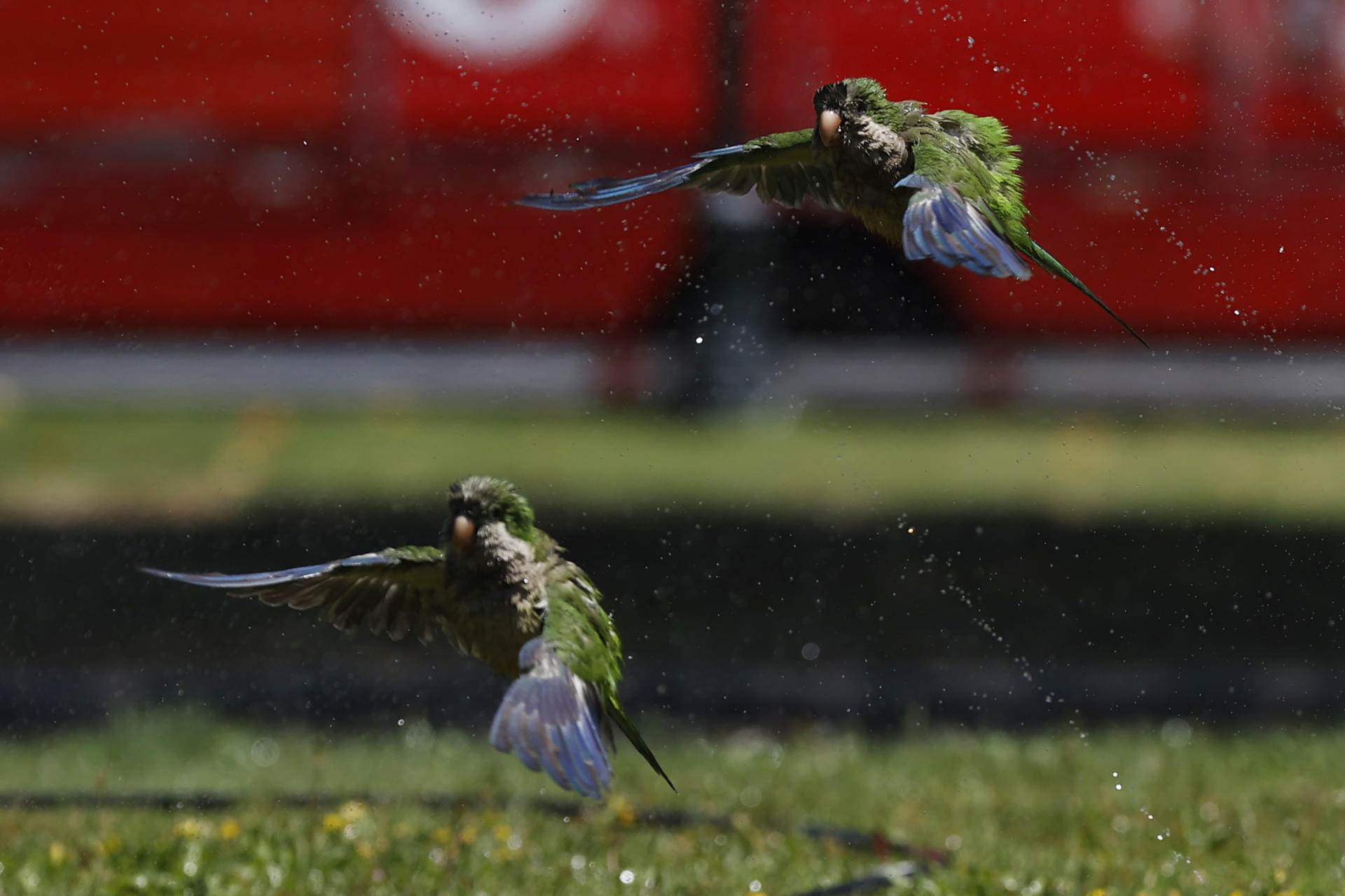 México recibe de EE.UU. once loros de frente blanca luego de traslado ilegal