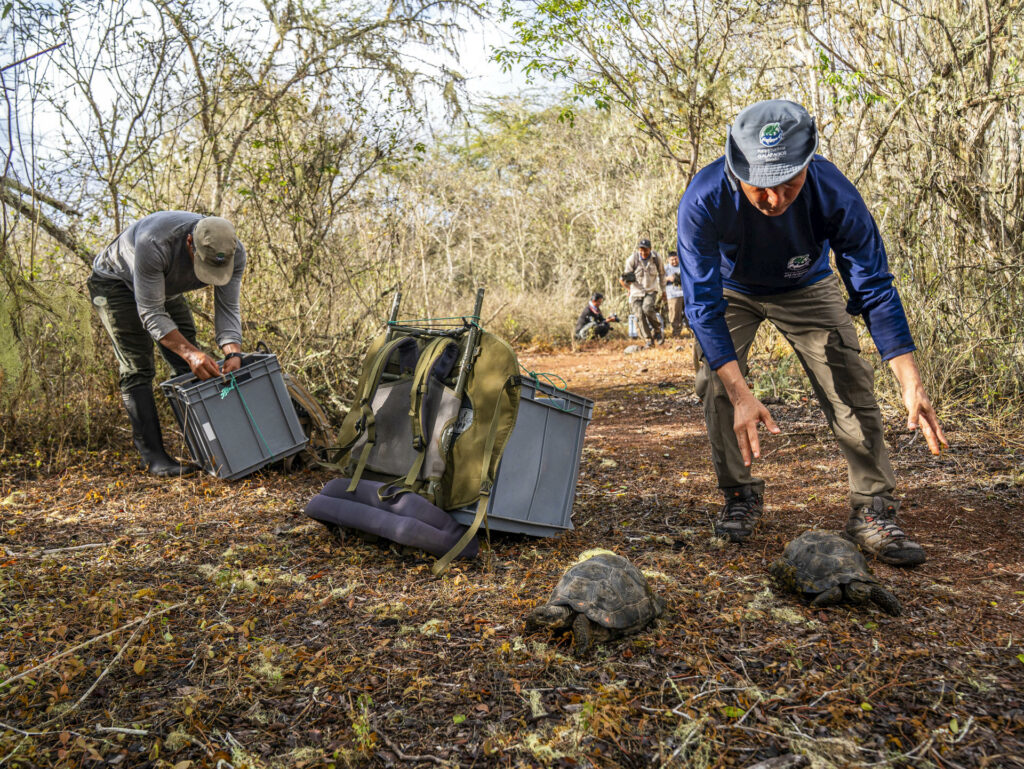 Liberan en las Islas Galápagos 277 tortugas gigantes dentro de un programa de conservación - 93fd493e5d251f46aa84d33a2ea6d5f1d7592775w-1024x769