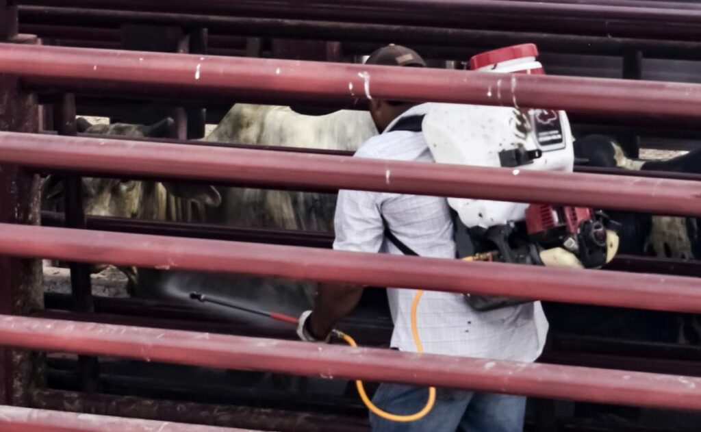 Refuerza acciones para erradicar y frenar el gusano barrenador al noreste de México