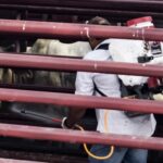 Refuerza acciones para erradicar y frenar el gusano barrenador al noreste de México