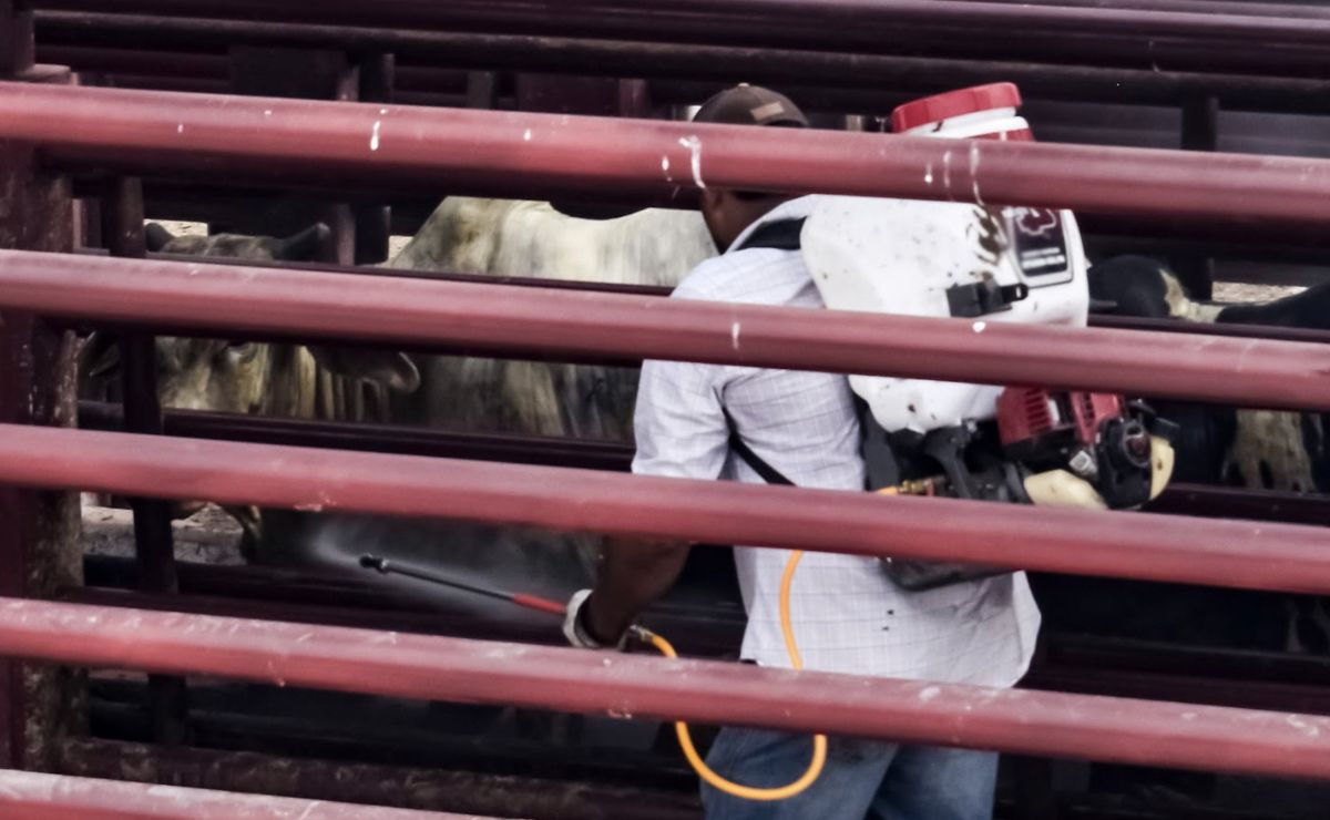 Refuerza acciones para erradicar y frenar el gusano barrenador al noreste de México