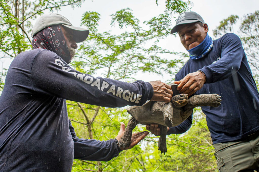 La Tortuga gigante vuelve a caminar en isla de las Galápagos por primera vez en 180 años - ae7e4950dbbb5cac3bb4bdb8a2ea5514ed759210w-1024x683