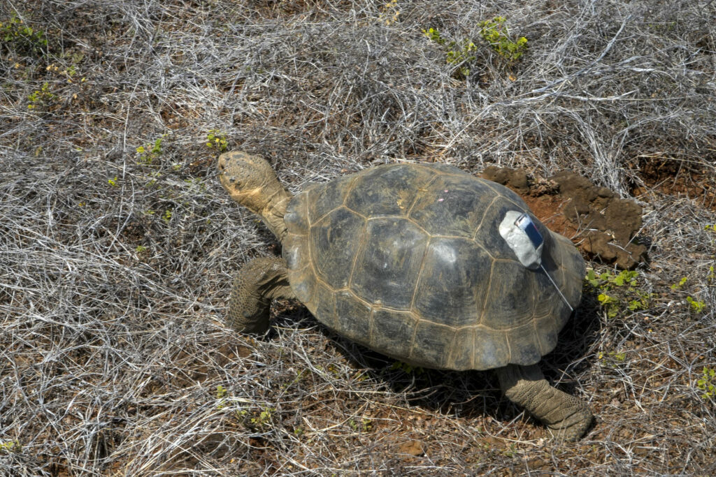 La Tortuga gigante vuelve a caminar en isla de las Galápagos por primera vez en 180 años - bb1213b11e0307b16f6616c9646d01625d372a63w-1024x683