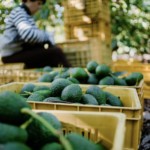 Los aguacateros mexicanos anotan en el Super Bowl