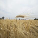 Agricultores critican baja productividad agrícola y dependencia de importaciones