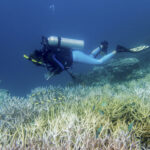 Ola de calor blanqueó en tres años 50% de los corales, que ahora enfrentan una crisis peor