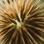 Desarrollan fórmula para erizos de mar en Florida con fines de restauración de arrecifes